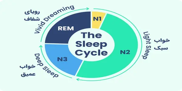 چرخه خواب چیست و چه مراحلی دارد؟ (خواب سبک، عمیق و REM) 2 چرخه خواب انسان شامل مراحل NREM و REM با نقش ترمیم بدن و پردازش حافظه